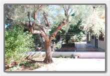 giardino 3